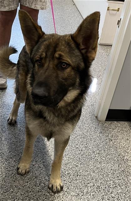 FORREST - German Shepherd Dog available for adoption