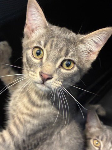 ALEXANDER - Domestic Short Hair available for adoption
