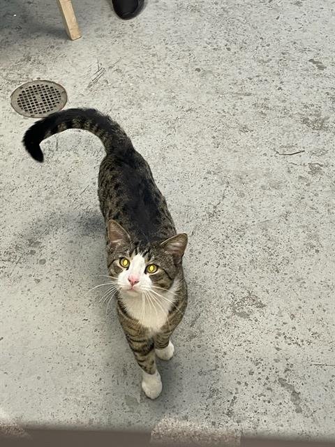 WATER COOLER - Domestic Short Hair available for adoption