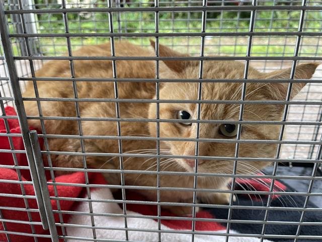 A134239 - Domestic Short Hair available for adoption