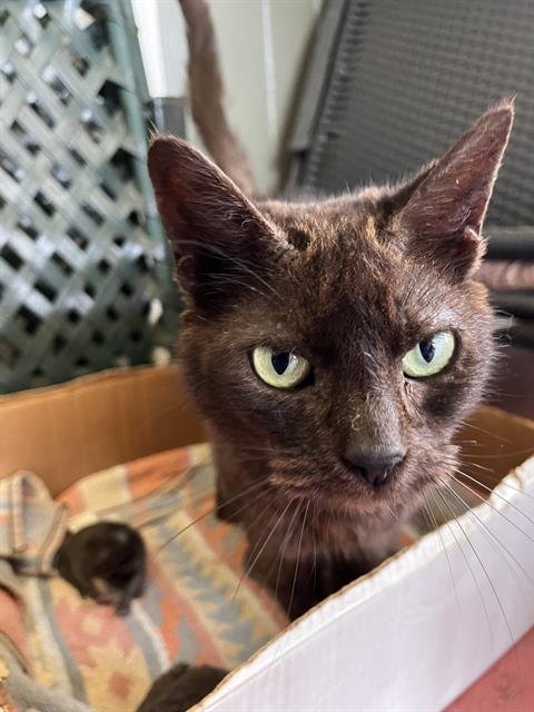 DARLA Image