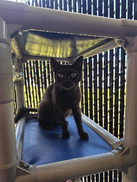 DARLA - Domestic Short Hair available for adoption