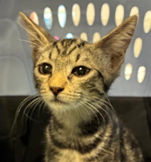 LYRIC - Domestic Short Hair available for adoption