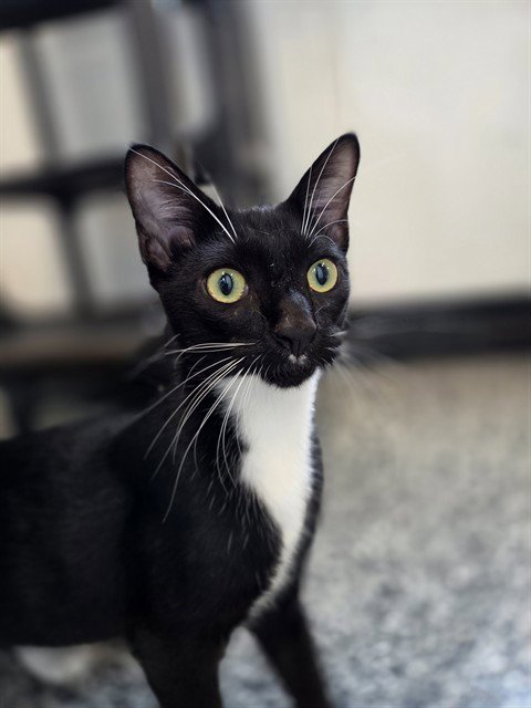 BUCKY - Domestic Short Hair available for adoption