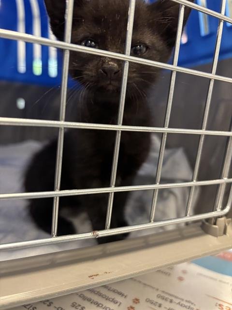 MIDNIGHT - Domestic Short Hair available for adoption