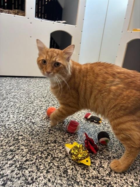 ASLAN - Domestic Short Hair available for adoption