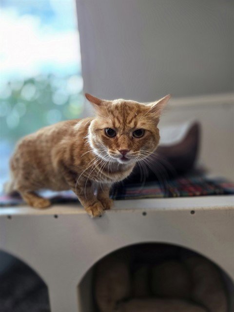 ASLAN - Domestic Short Hair available for adoption