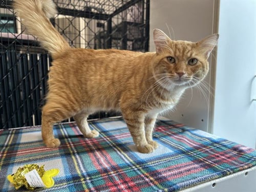 ASLAN - Domestic Short Hair available for adoption