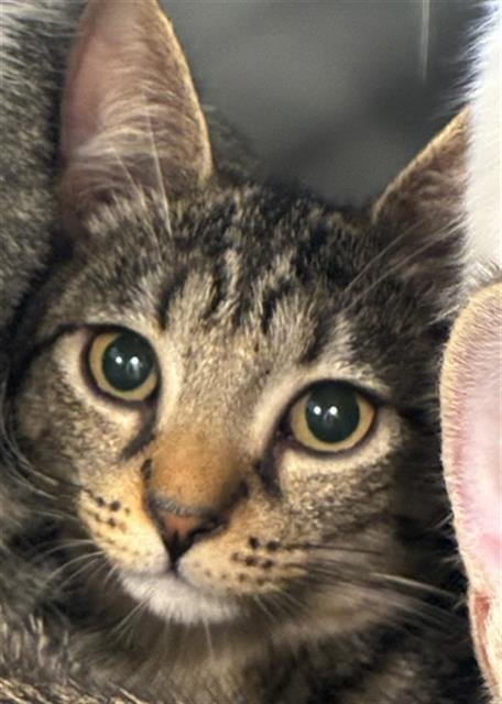 CORAL - Domestic Short Hair available for adoption