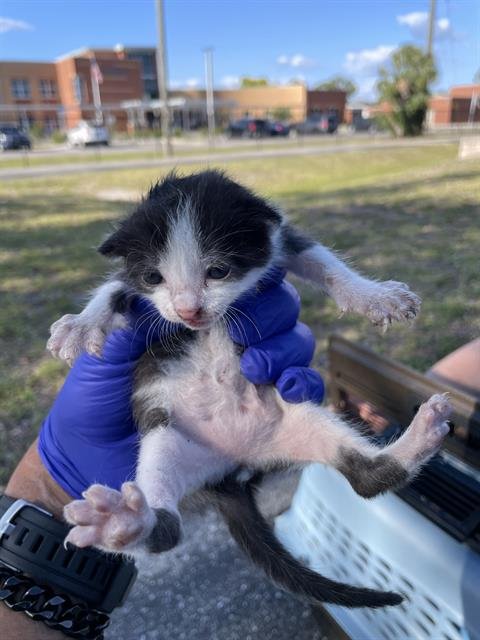 THIMBLE - Domestic Short Hair available for adoption