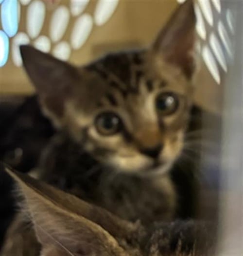 A138478 - Domestic Short Hair available for adoption