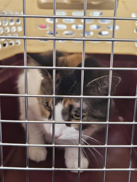A138735 - Domestic Short Hair available for adoption