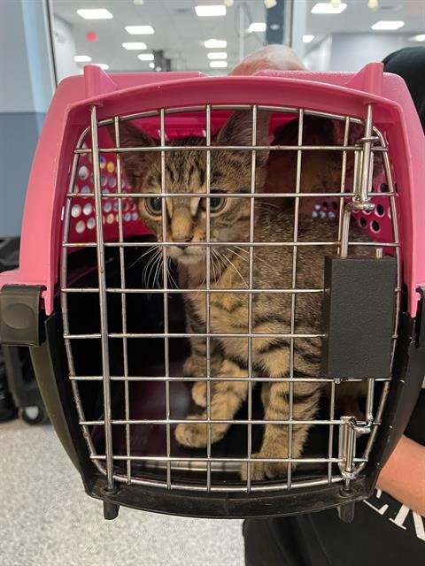 A134004 - Domestic Short Hair available for adoption