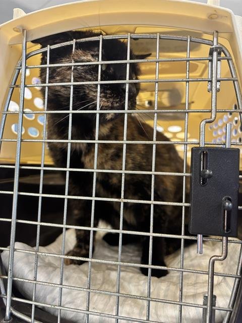 DEMETER - Domestic Short Hair available for adoption