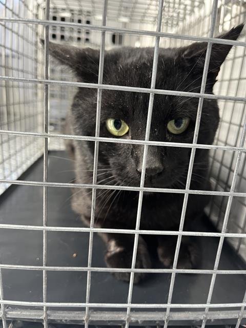 KONA - Domestic Short Hair available for adoption