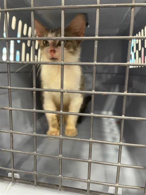 A134400 - Domestic Short Hair available for adoption