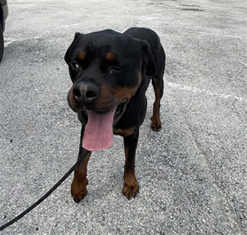 CHOP - Rottweiler available for adoption