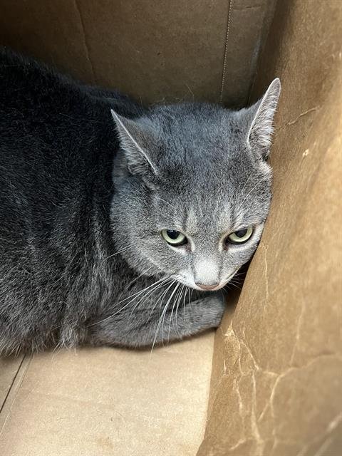 CYRUS - Domestic Short Hair available for adoption