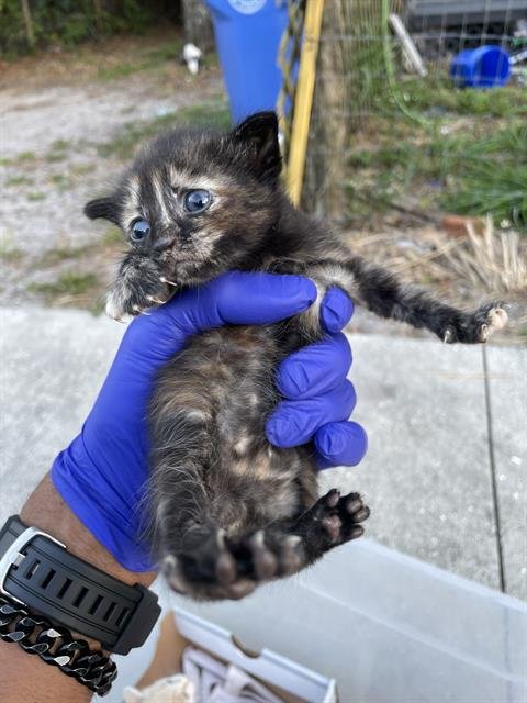 NYLA - Domestic Short Hair available for adoption