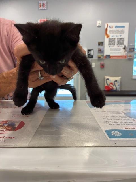 ZADIE - Domestic Short Hair available for adoption