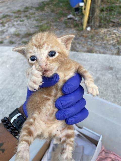 TROP - Domestic Short Hair available for adoption