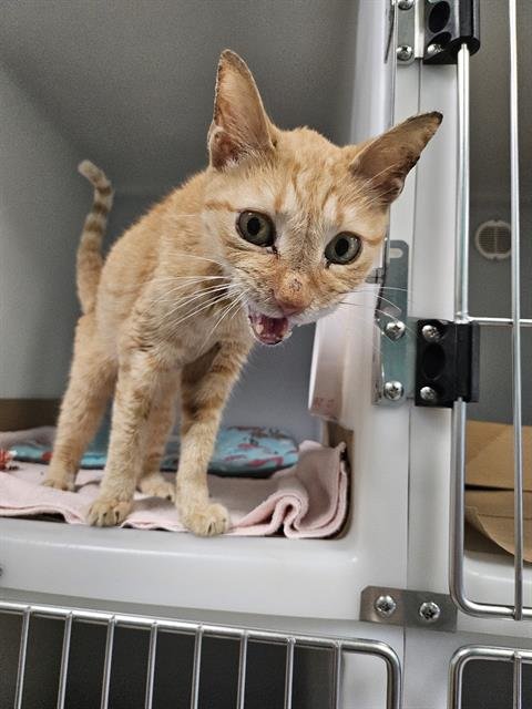 A138253 - Domestic Short Hair available for adoption