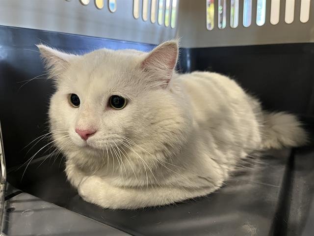 BABALOO - Domestic Medium Hair available for adoption