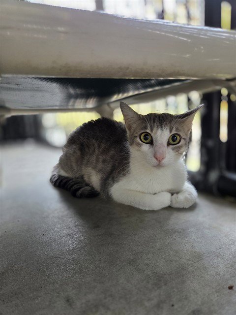 SCARLET - Domestic Short Hair available for adoption