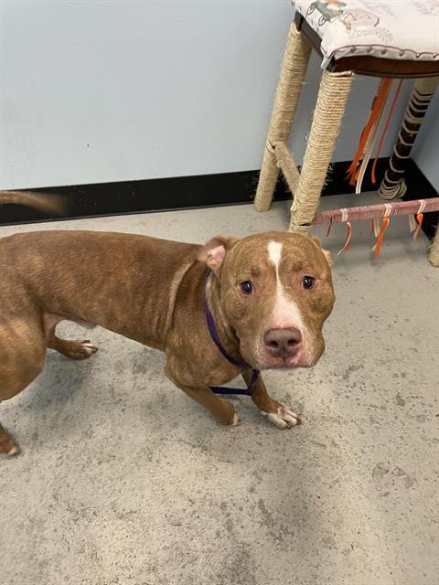 OCEAN - Staffordshire Bull Terrier for adoption in St. Petersburg