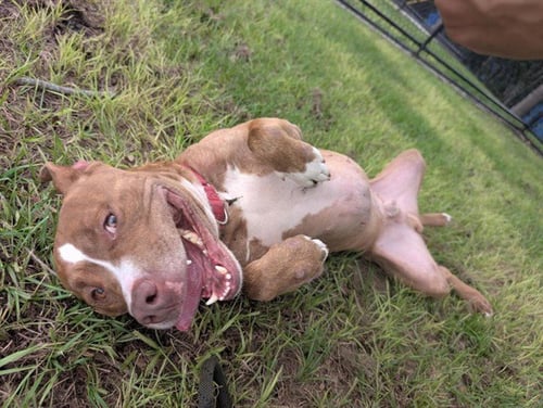 OCEAN - Staffordshire Bull Terrier available for adoption
