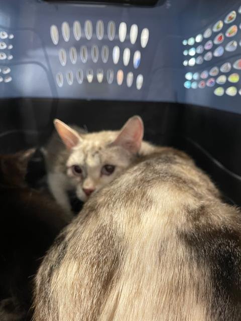 ALMOND - Domestic Short Hair available for adoption