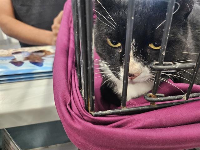 PUMBAA - Domestic Short Hair available for adoption