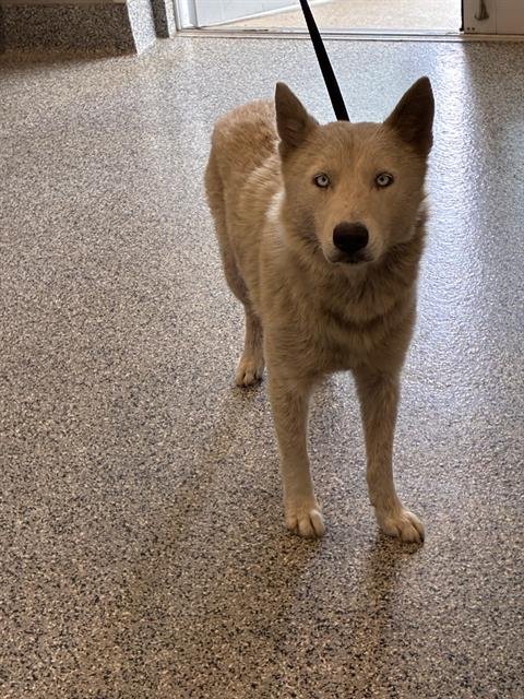 ALARIA - German Shepherd Dog available for adoption
