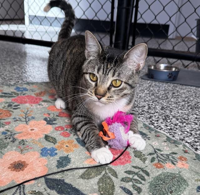 BELLA - Domestic Short Hair available for adoption