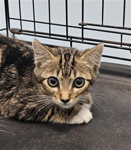 A137610 - Domestic Short Hair available for adoption