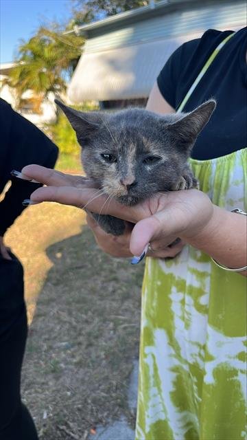 A134387 - Domestic Short Hair available for adoption