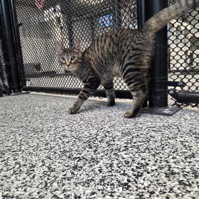 KENNY - Domestic Short Hair available for adoption