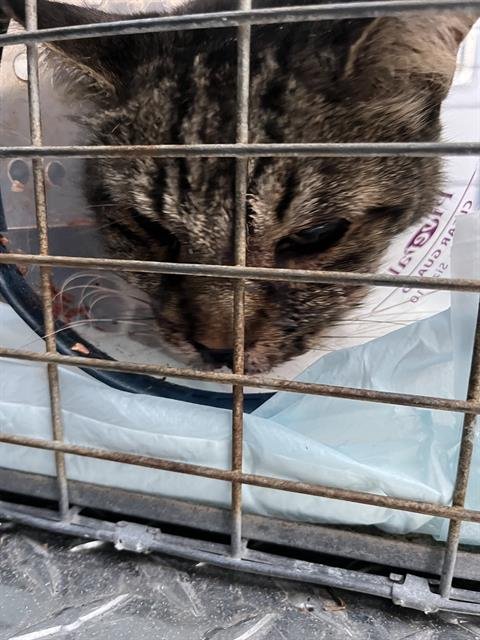 A138651 - Domestic Short Hair available for adoption
