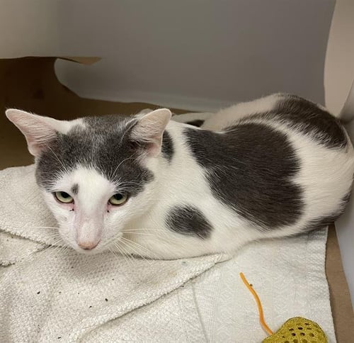 A138832 - Domestic Short Hair available for adoption
