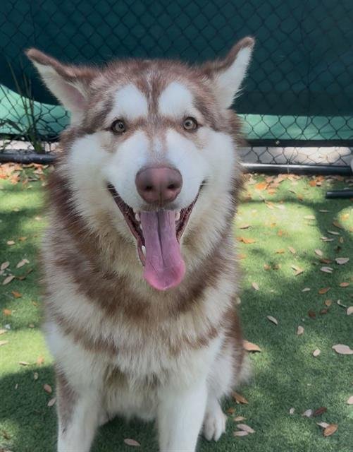 OSO - Alaskan Malamute available for adoption