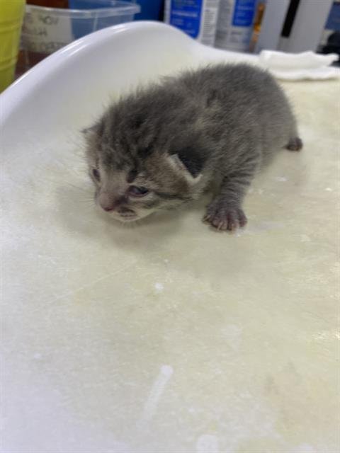 LADDY - Domestic Short Hair available for adoption