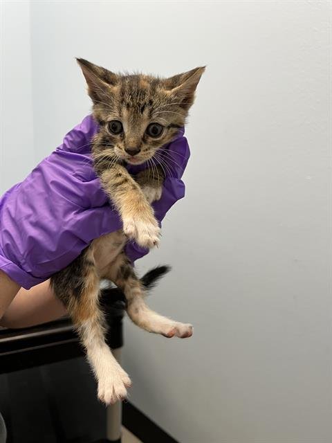 JILL - Domestic Short Hair available for adoption