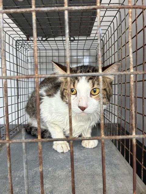 A138641 - Domestic Short Hair available for adoption
