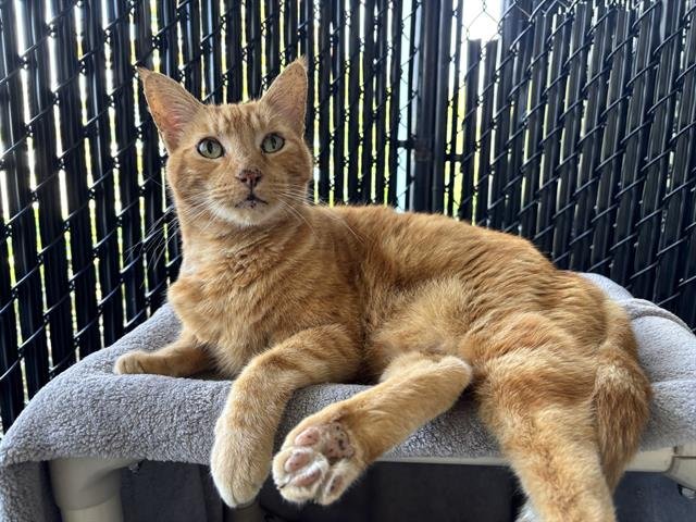 OSCAR - Domestic Short Hair available for adoption