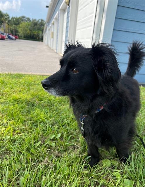 MACI - Dachshund / Yorkshire Terrier Yorkie available for adoption