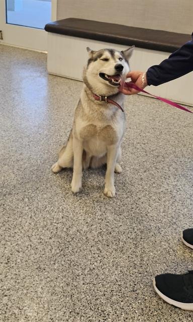 BETTY LOU - Husky available for adoption