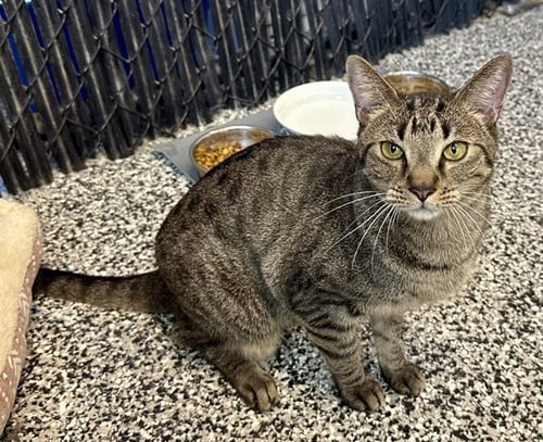 KIT KAT - Domestic Short Hair available for adoption