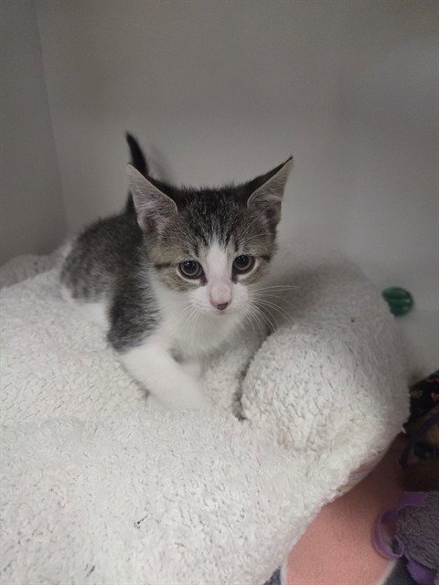OLAVI - Domestic Short Hair available for adoption