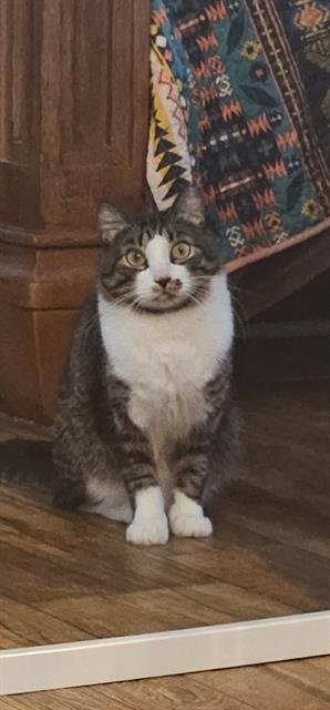 KENZIE - Domestic Short Hair available for adoption