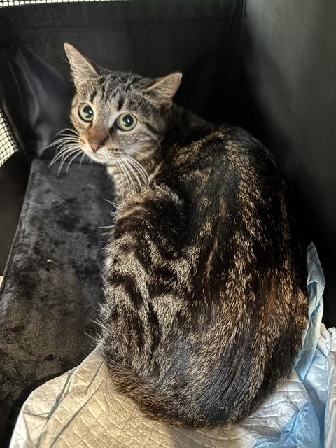 KENA - Domestic Short Hair available for adoption